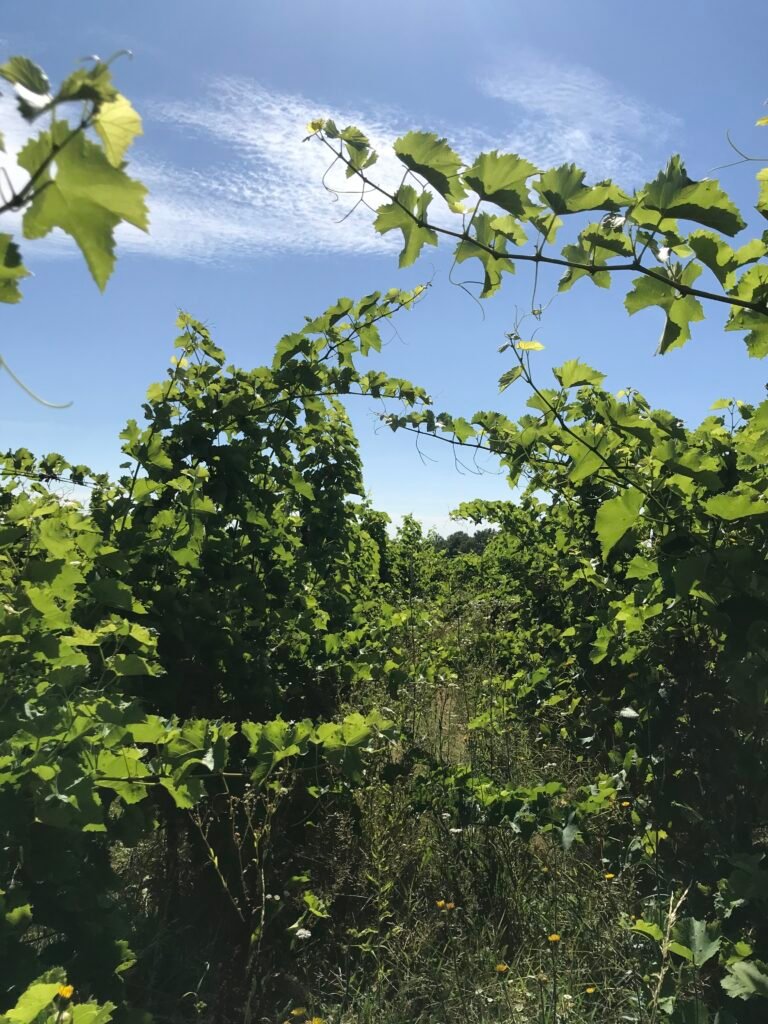 img 3469
